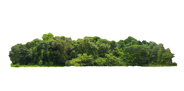 白色背景下的绿色树群。切断树木线。一排排绿色的树木和灌木在夏天孤立的白色背景。图片下载