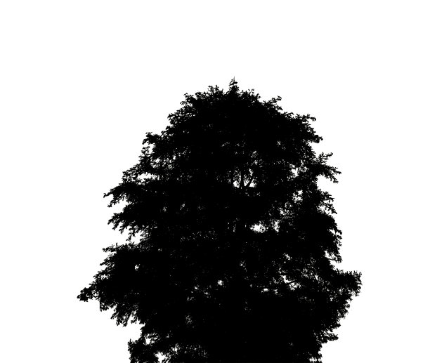 白色背景上的灌木剪影图片下载