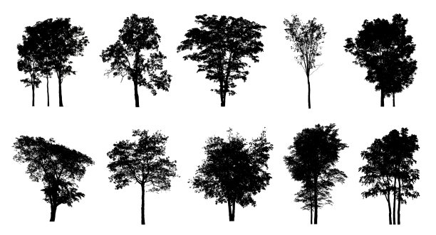设置树木剪影刷在白色背景图片下载