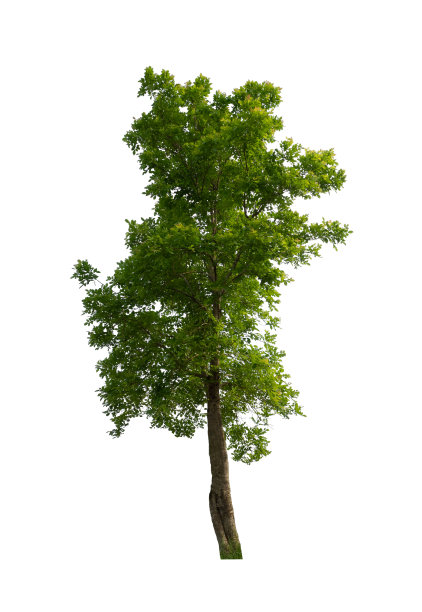 在白色背景上隔离的树既适合打印也适合网页图片下载