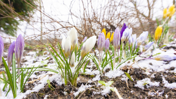 一张美丽的照片，在一个阳光明媚的日子里，初春的番红花从雪中冒出来。初春开放的鲜花，是花园内野盛开的季节图片下载
