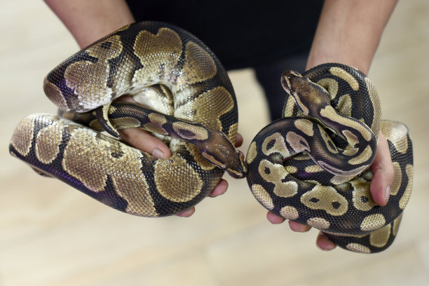 手里拿着两条宠物蟒图片下载