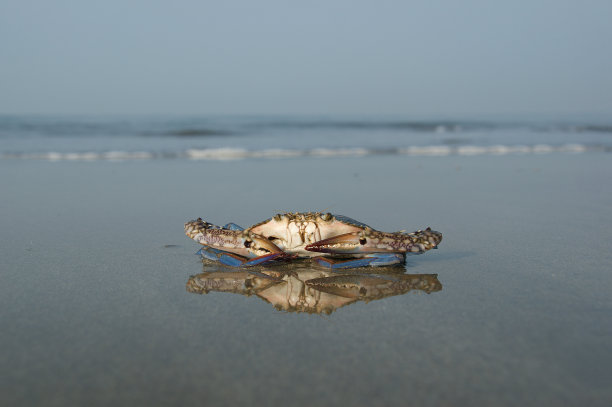 漂浮的蓝蟹图片下载