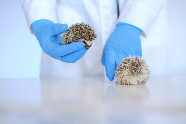 宠物医生。刺猬的健康。戴着医用手套的兽医手中多刺的宠物。医生手里的非洲侏儒刺猬。动物用药。兽医任命。图片下载
