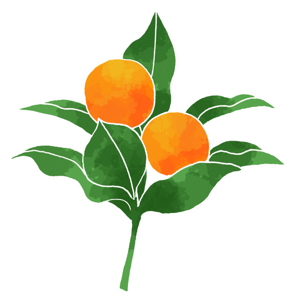 金橘插图图片下载