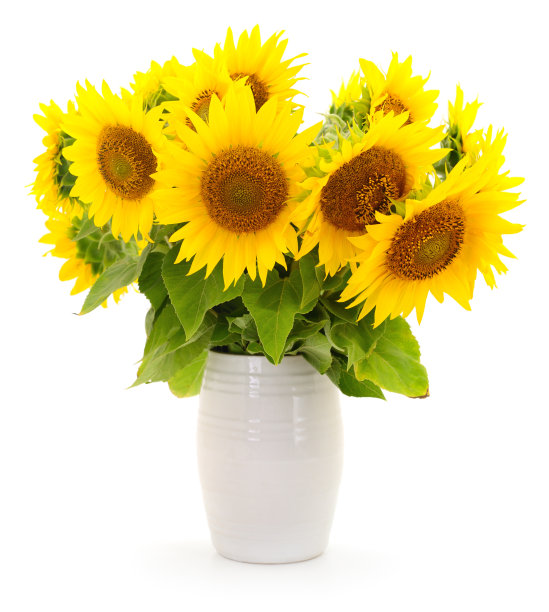 花瓶里的向日葵花束。图片下载