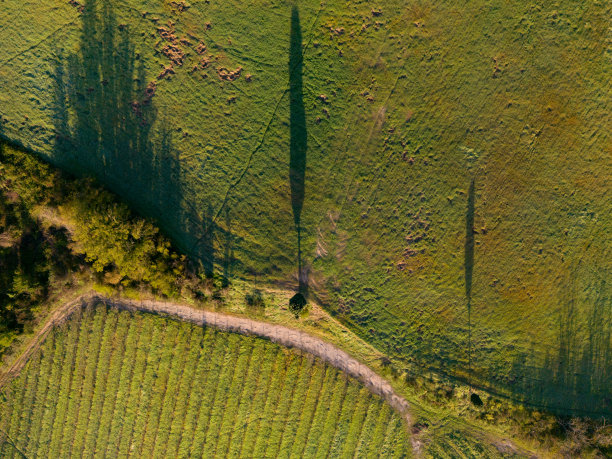 从上到下的柏树和葡萄园的鸟瞰图图片下载