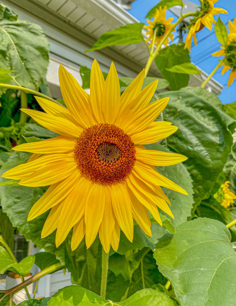 秋天的颜色图片下载