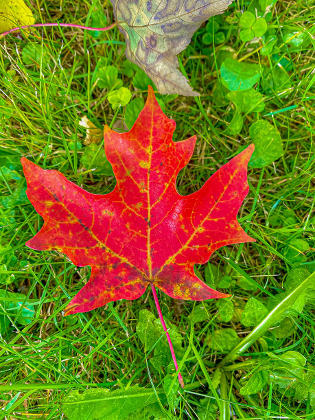 秋天的颜色图片下载