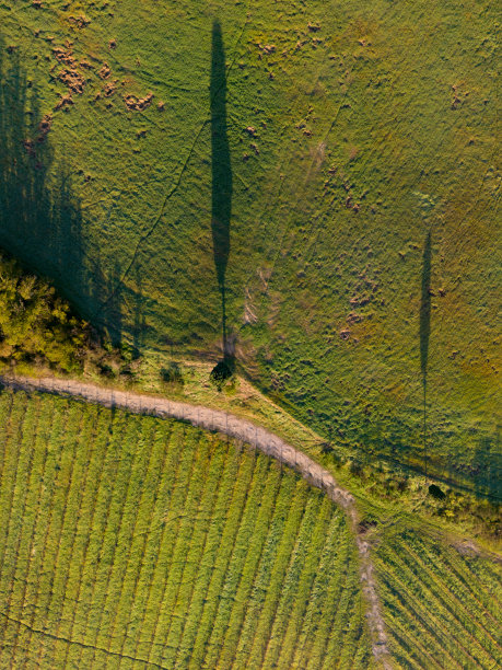 从上到下的柏树和葡萄园的鸟瞰图图片下载