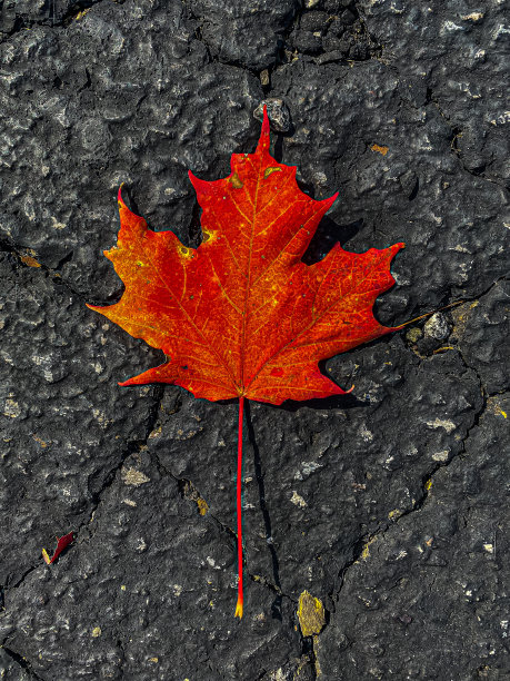 秋天的颜色图片下载