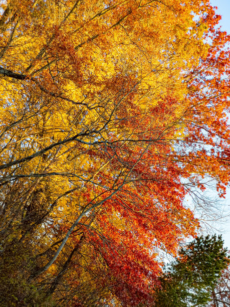 秋天的颜色图片下载