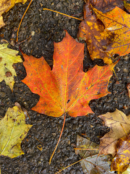 秋天的颜色图片下载