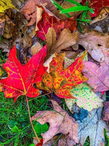 秋天的颜色图片下载