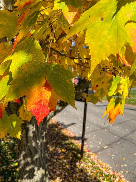 秋天的颜色图片下载