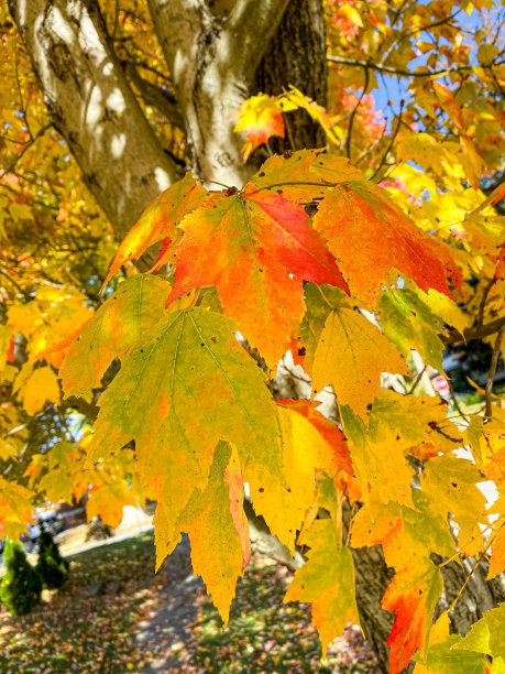 秋天的颜色图片下载