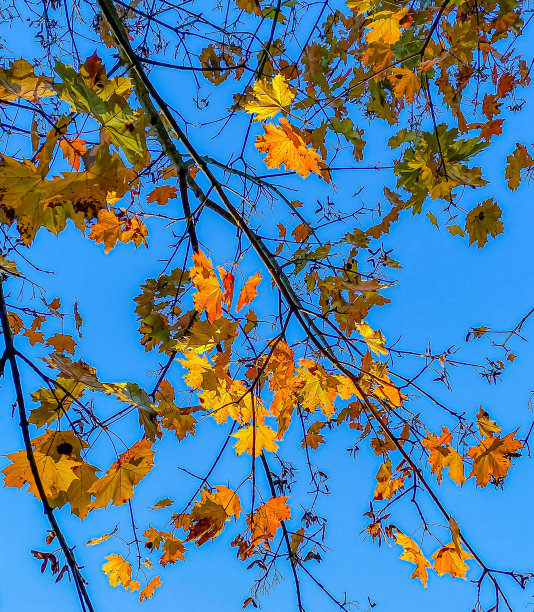 秋天的颜色图片下载