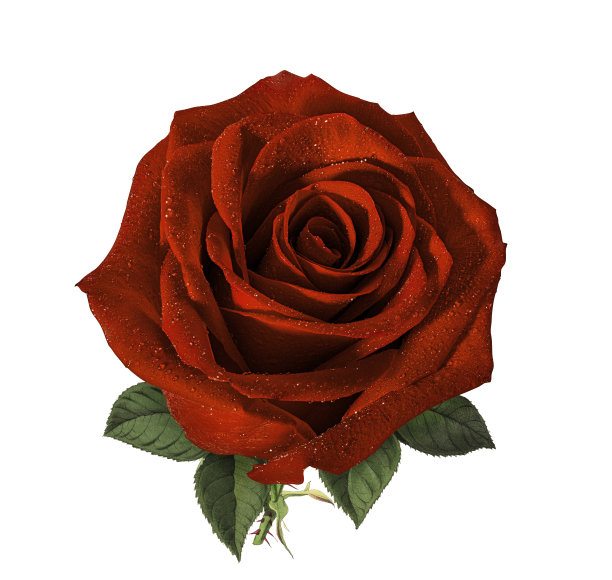 蔷薇孤立在白色上图片下载