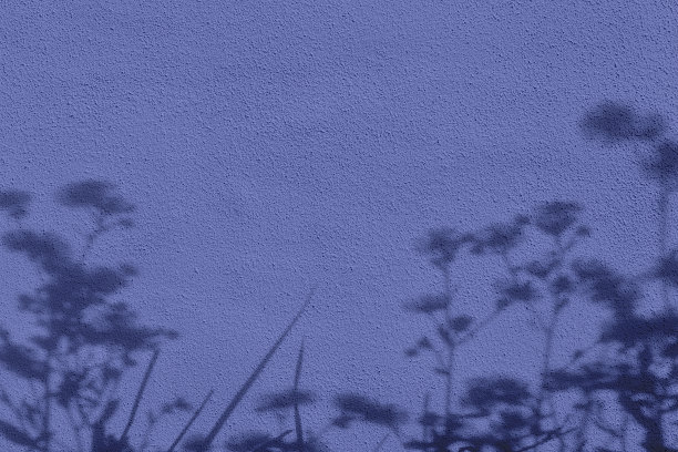 花的影子在紫色混凝土墙纹理背景图片下载