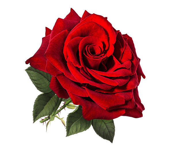 蔷薇孤立在白色上图片下载