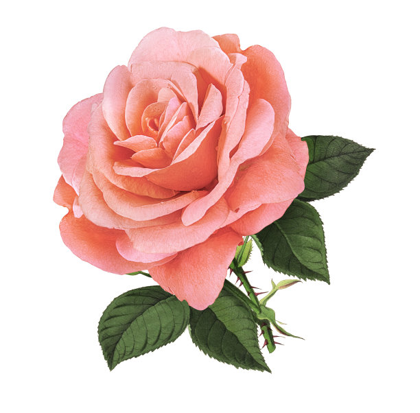 蔷薇孤立在白色上图片下载