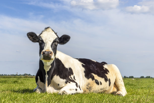 在荷兰的一片绿色田野上，一头时髦的奶牛放松地躺着，看着镜头，黑白斑驳，地平线在陆地上，天空是蓝色的图片下载