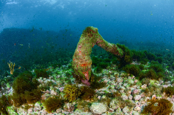 费尔南多·迪诺罗尼亚海的老锚。巴西水肺潜水图片下载