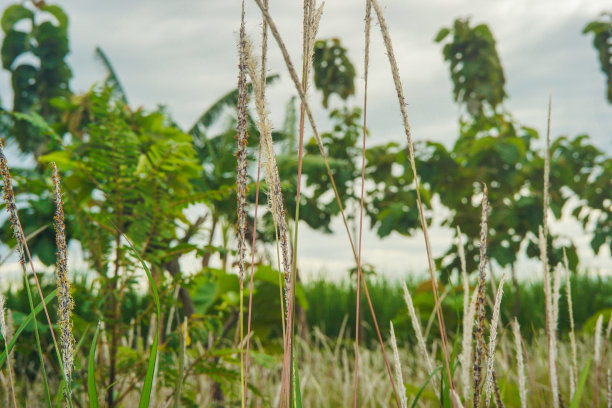 美丽的白色草花配上模糊的背景，清晨的气氛图片下载