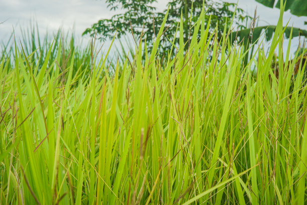 野生的绿草在农民的田地里茁壮成长图片下载