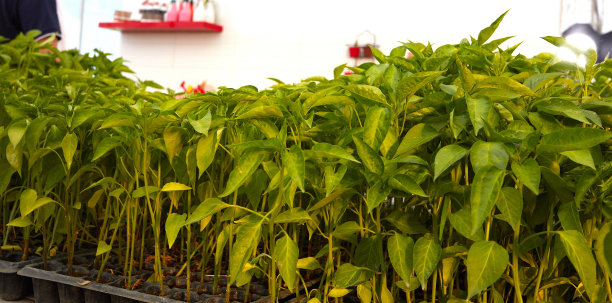 甜椒或辣椒幼苗生长在有机土壤的盒式土壤中。图片下载