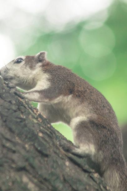 Finlayson的松鼠会爬树图片下载