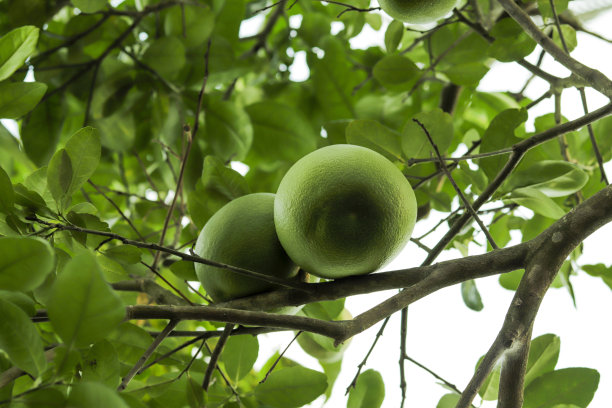 葡萄柚是一种柑橘类水果，有红色、粉色、黄色和白色图片下载