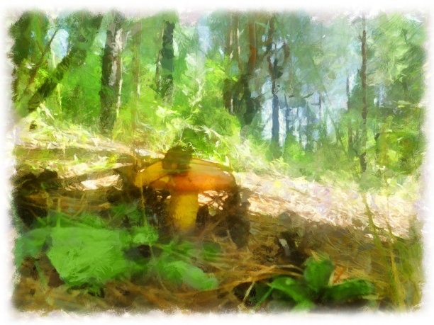 森林里的黄油蘑菇。程式化的形象。图片下载