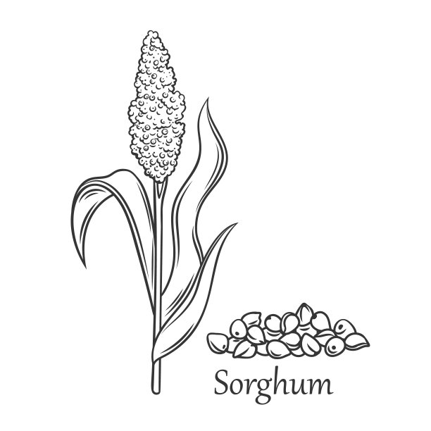 高粱谷物作物轮廓图标图片下载