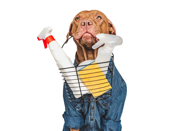 可爱，漂亮的小狗，有清洁剂和刷子图片下载