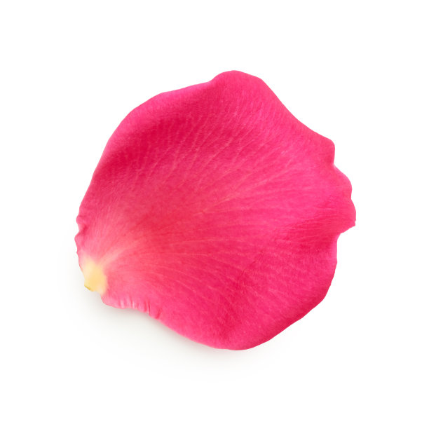 花瓣孤立在白色背景上图片下载