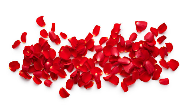 玫瑰花瓣孤立在白色背景图片下载