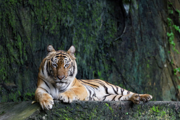 近距离观察印度支那虎是一种美丽而危险的动物图片下载