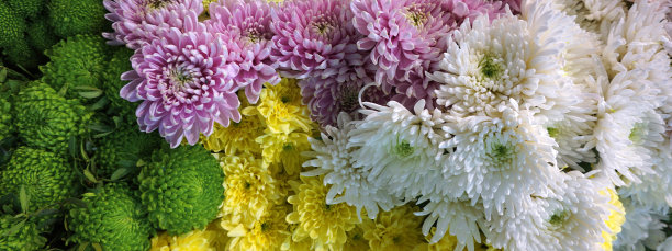 花墙背景与令人惊叹的菊花粉红色，紫色，绿色，黄色和白色的花朵。婚礼装修，手工制作漂亮的花墙背景图片下载