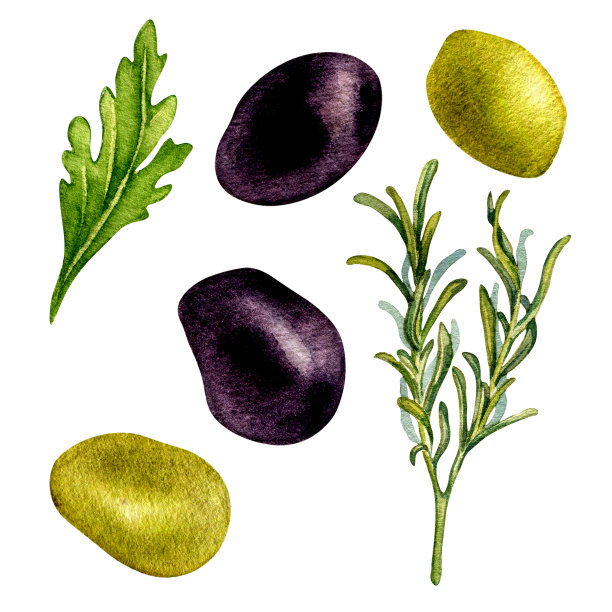 一套绿色和黑色橄榄，新鲜草药水彩插图孤立在白色背景。图片下载