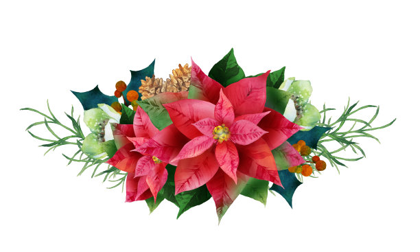 用水彩红一品红和圣诞玫瑰装饰的花束组成图片下载