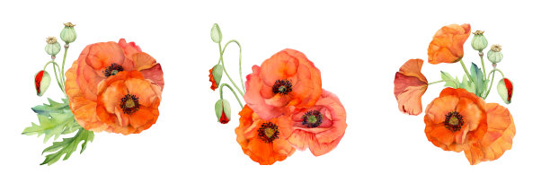 水彩画花束组成，元素以手绘夏季鲜红罂粟花。孤立的白色背景。设计邀请，婚礼，爱情或贺卡，纸，印刷，纺织图片下载