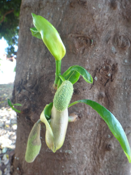 菠萝蜜树:菠萝蜜树(菠萝蜜树)的萼状果实，长在树干和大树枝上的短茎上图片下载