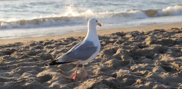 一只海鸥图片下载