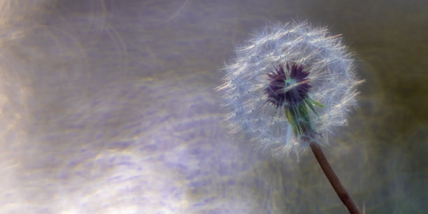 蒲公英飞种，瓜德拉拉马山国家公园，西班牙图片下载