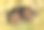 鹿粪在草地上的高角度特写镜头图片下载
