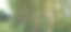 植物园里被绿色植物包围的竹林图片下载