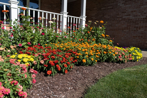 在伊利诺斯州中西部社区住宅前的花园里，夏天五颜六色的花图片下载