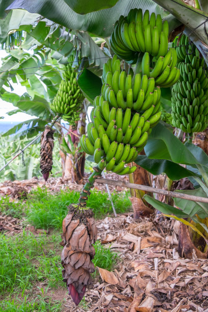 香蕉种植园图片下载