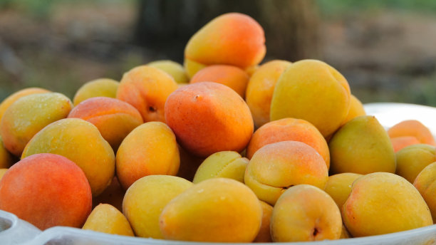 刚收获的新鲜成熟的杏子是收集在一起等待食用或罐装的甜水果。用于制作果酱的新鲜成熟杏子图片下载